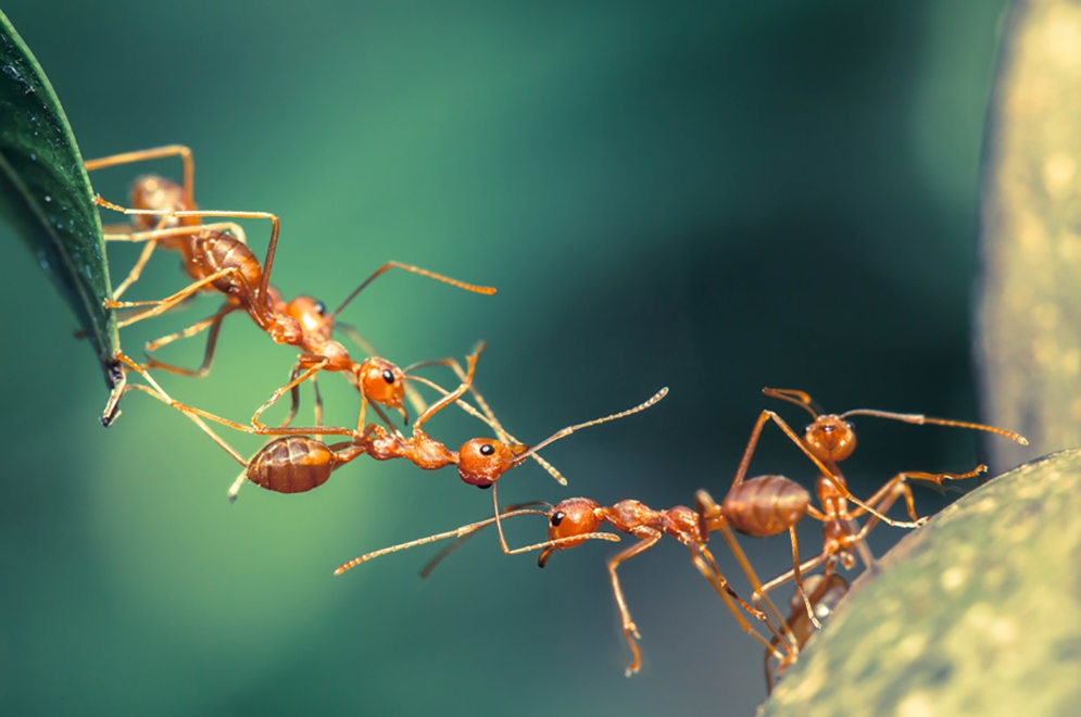 Les phtalates s'attaquent aux fourmis équatoriales