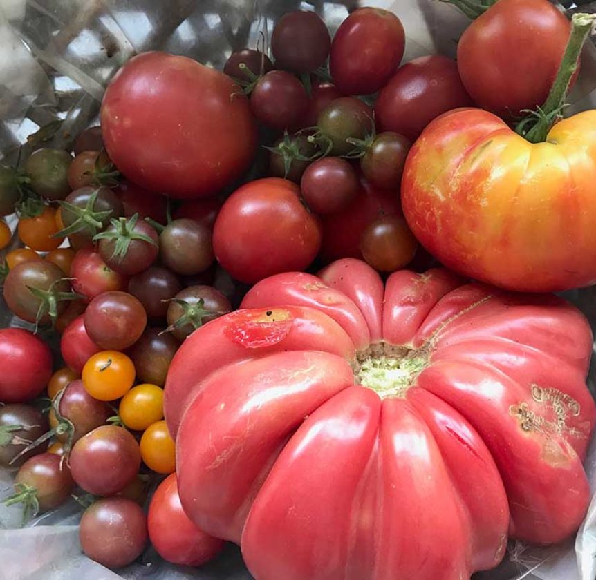 Récolte Tomates