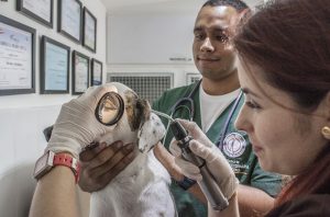 La médecine vétérinaire plus exigeante et moins polluante que la médecine humaine ?