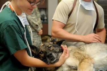 La médecine vétérinaire plus exigeante et moins polluante que la médecine humaine ?