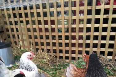 Des poules pour réduire nos bio-déchets