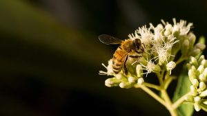 Une crise sans précédent du miel en France en 2019