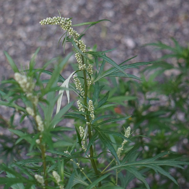 La plante « ostracisée » qui guérit le paludisme : l’ARTEMISIA