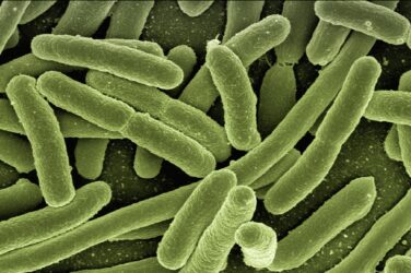 triclosan et bactérie